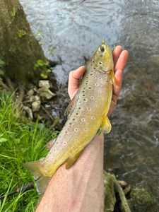 Brown Trout
