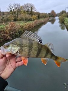 European Perch