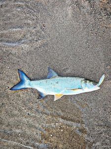 Asp