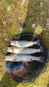Cutthroat Trout