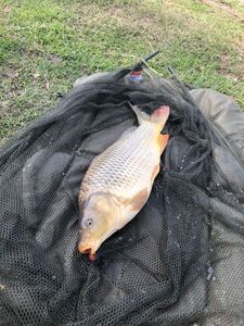 Common Carp