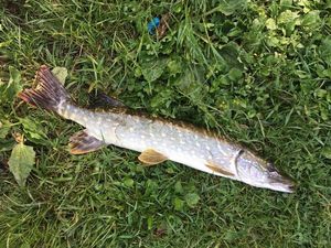 Northern Pike