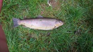 Brown Trout