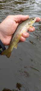 Brown Trout
