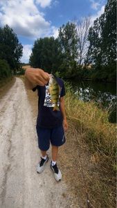 Yellow Perch