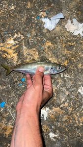 Atlantic Horse Mackerel