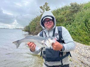 European Bass (Seabass)