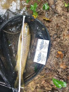 Brown Trout