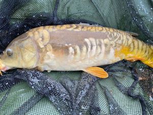 Mirror Carp