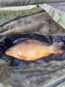 Mirror Carp