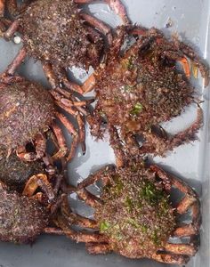 European Spider Crab