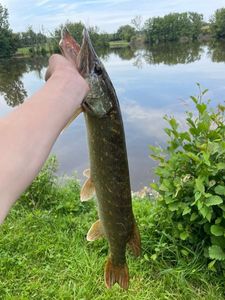 Northern Pike
