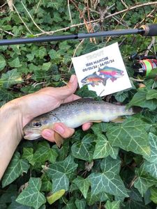 Brown Trout