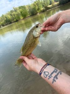 Largemouth Bass