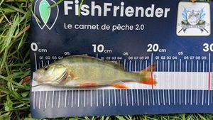 European Perch
