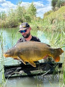 Mirror Carp