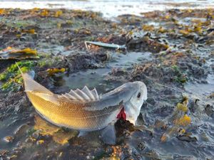 European Bass (Seabass)