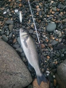 European Bass (Seabass)