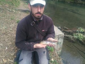 Brown Trout