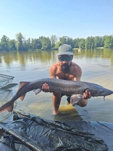 Dabry's Sturgeon