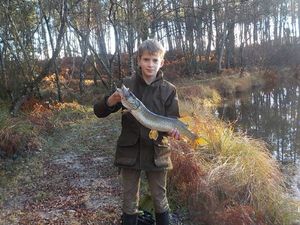 Northern Pike