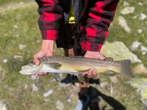 Brown Trout
