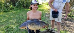 Common Carp