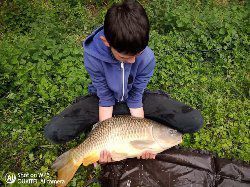 Common Carp