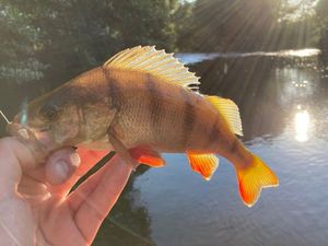 European Perch