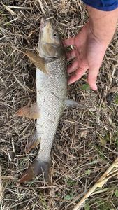 Barbel