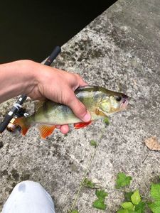 European Perch