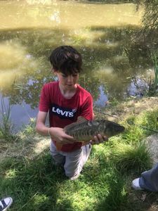 Common Carp