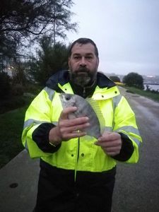 Black Seabream