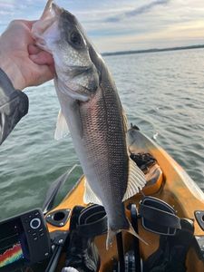 European Bass (Seabass)