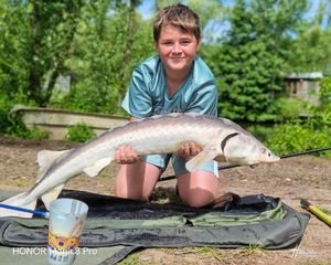 Sturgeon