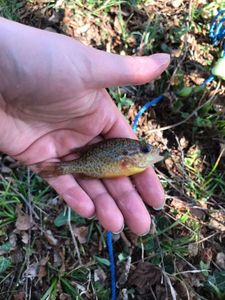 Green Sunfish