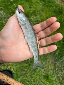 Atlantic Salmon (Juvenile)