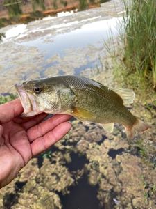 Largemouth Bass