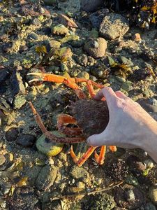European Spider Crab