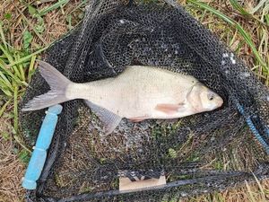 Common Bream