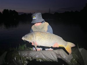Common Carp
