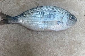 Occhiata