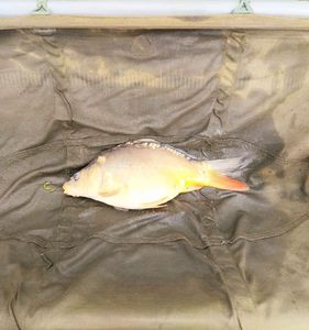 Mirror Carp