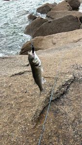 European Bass (Seabass)