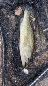 Largemouth Bass
