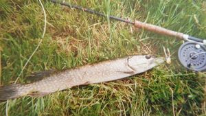 Brochet 