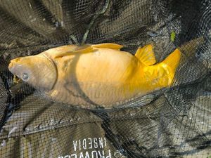 Mirror Carp