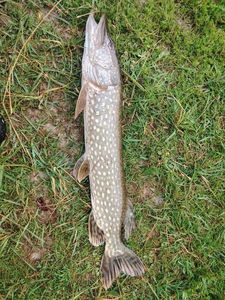 Northern Pike