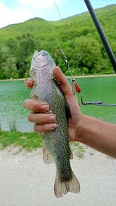 Brown Trout
