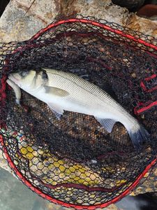 European Bass (Seabass)